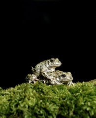 Midwife Toad, alytes obstetricans, Pair mating