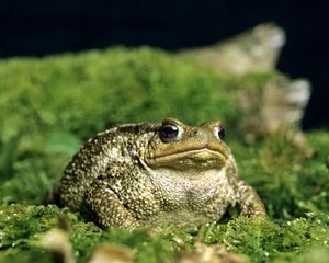 Naklejka premium Common Toad, bufo bufo, Adult