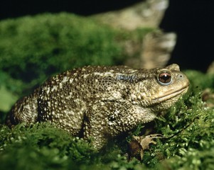 Common Toad, bufo bufo, Adult
