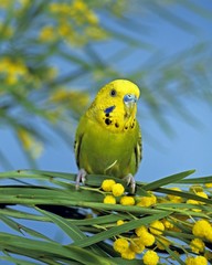 Budgerigar, melopsittacus undulatus, Adult standing on Silver wattle