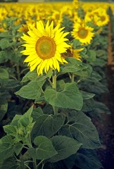 Sunflower, helianthus sp