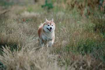 shiba inu dog running on the grass