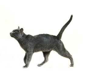 Korat Domestic Cat