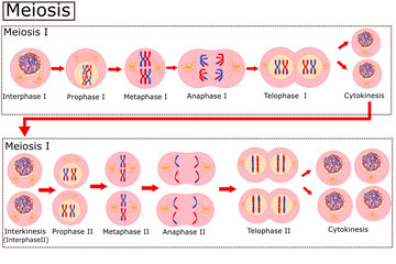 Diagram of Meiosis.Cell division is the process cells go through to divide. - obrazy, fototapety, plakaty