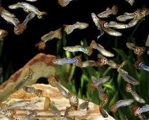 Guppy, poecilia reticulata, Aquarium Fishes
