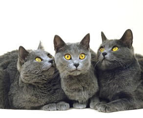 Chartreux Domestic Cat against White Background