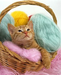 Fototapeta na wymiar Red Tabby Domestic Cat, Kitten laying in Wool