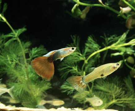 Guppy, poecilia reticulata, Aquarium Fishes, Pair