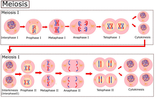 Meiosis Images – Browse 1,453 Stock Photos, Vectors, and ...