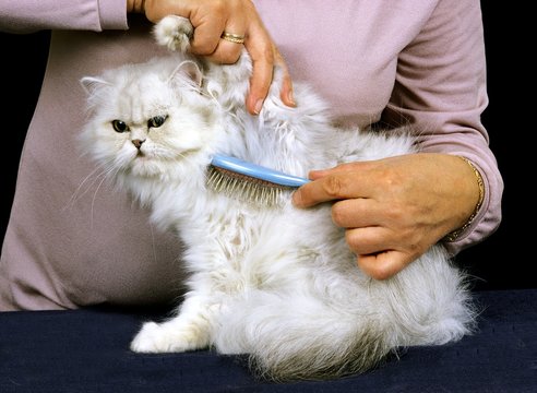 Woman Grooming a White Persian Domestic Cat, Brush