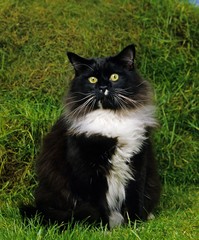 Black and White Maine Coon Domestic Cat