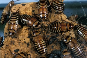 Cockroachs in Africa