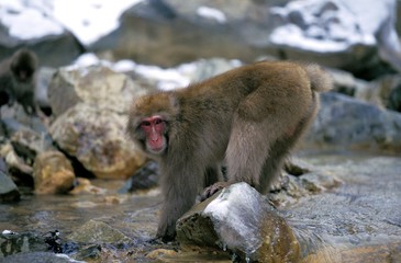 Obraz premium Japanese Macaque, macaca fuscata, Adult crossing Torrent, Hokkaido Island in Japan