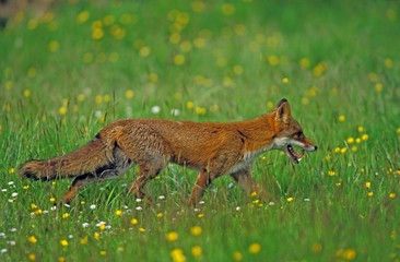 Red Fox, vulpes vulpes, Adult standing in Flowers