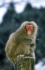 Naklejka premium Japanese Macaque, macaca fuscata, Hokkaido Island in Japan