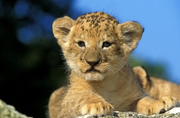 African Lion, panthera leo, Cub