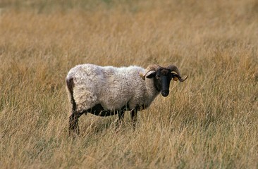 Manech a Tete Noire or Black Head Manech Sheep, a French Breed