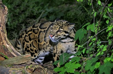 Clouded Leopard, neofelis nebulosa