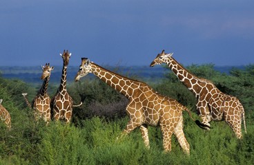Reticulated Giraffe, giraffa camelopardalis reticulata, Herd at Samburu Park in Kenya