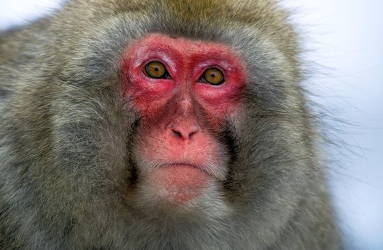 Japanese Macaque, macaca fuscata, Portrait of Adult, Hokkaido Island in Japan