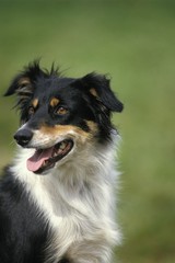 Fototapeta premium Portrait of Border Collie Dog