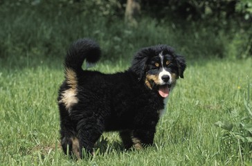 Bernese Mountain Dog, Pup standing on Lawn