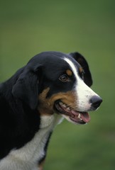 Portrait of Appenzell Mountain Dog