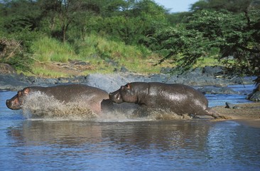 Fototapeta premium Hippopotamus, hippopotamus amphibius standing in Mara River, Masai Mara Park in Kenya