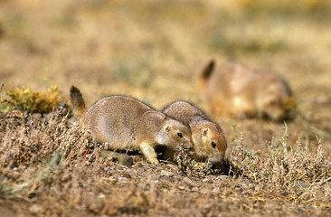 Black-Tailed Prairie Dog, cynomys ludovicianus, Wyoming