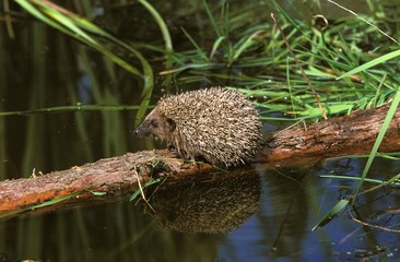 European Hedgehog, erinaceus europaeus, Normandy © slowmotiongli