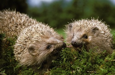 European Hedgehog, erinaceus europaeus, Normandy