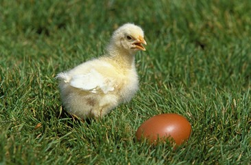 Chick and Egg on Grass