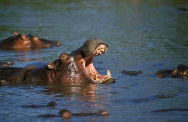 Hippopotamus, hippopotamus amphibius standing in Mara River, Yawning, Masai Mara Park in Kenya