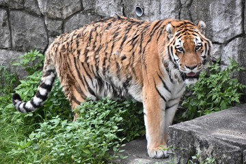 Naklejka premium アムールトラ