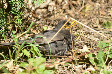 Amsel und Drossel auf Wiese
