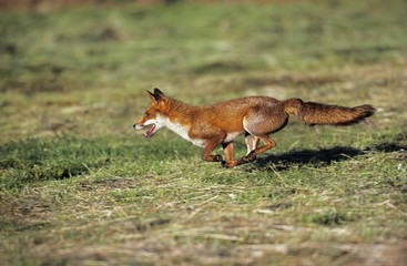 Red Fox, vulpes vulpes, Adult running