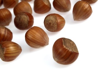 Hazelnuts, corylus avellana against White Background