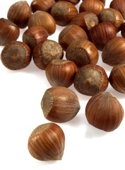 Hazelnuts, corylus avellana against White Background