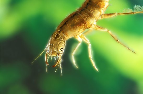 Great Diving Beetle, dytiscus marginalis, Larva, Pond in Normandy