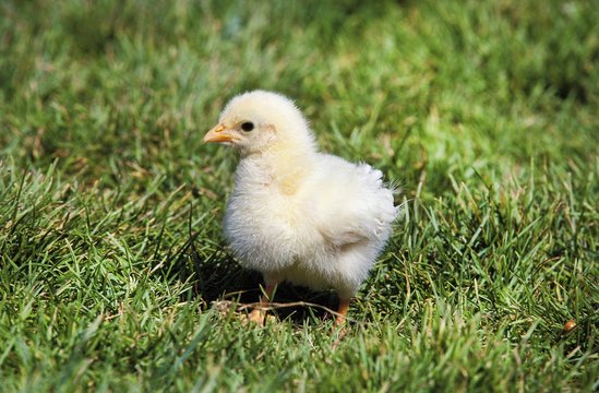 Chick standing on Grass