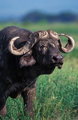 African Buffalo, syncerus caffer, Masai Mara Park in Kenya