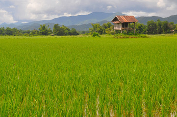 Fototapeta na wymiar Bright green rice paddies in rural Laos