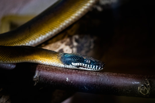 Serpent python &agrave; l&egrave;vres blanches dans un vivarium