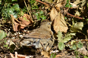 Amsel und Drossel auf Wiese