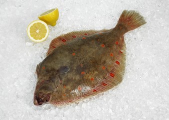 Fresh Plaice, pleuronectes platessa on Ice
