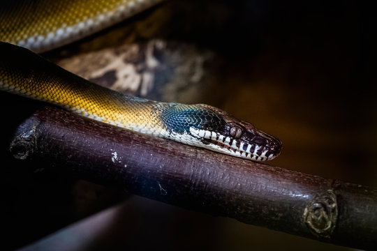 Serpent python &agrave; l&egrave;vres blanches dans un vivarium