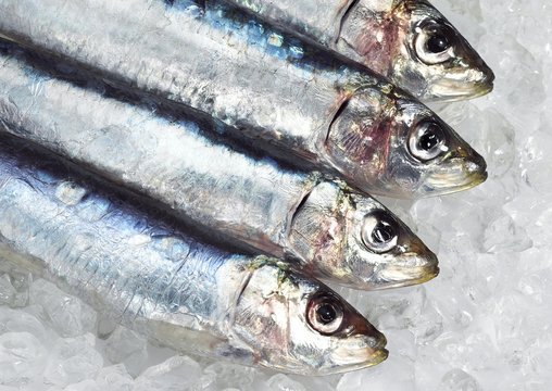 Fresh Sardines on Ice, sardina sp.