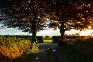 Fototapete bei efototapeten.de bestellen   