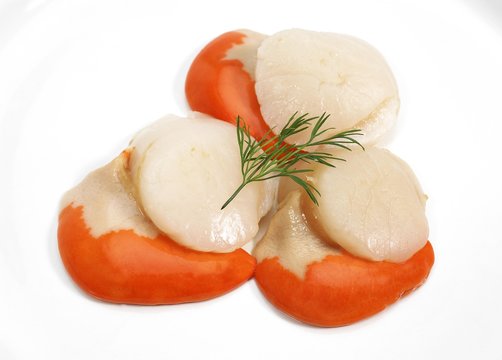 Fresh Scallops and Dill, pecten maximus against White Background