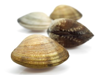 Clams, venerupis sp against White Background